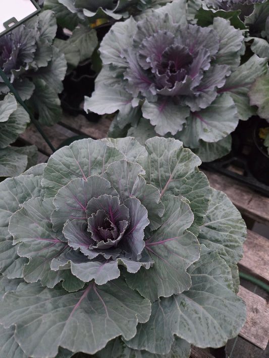 Flowering Cabbage