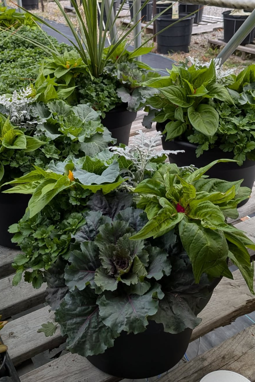 Planter, Fall Mix