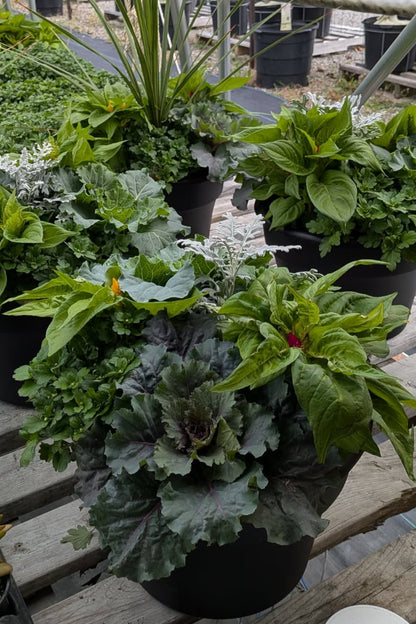 Planter, Fall Mix