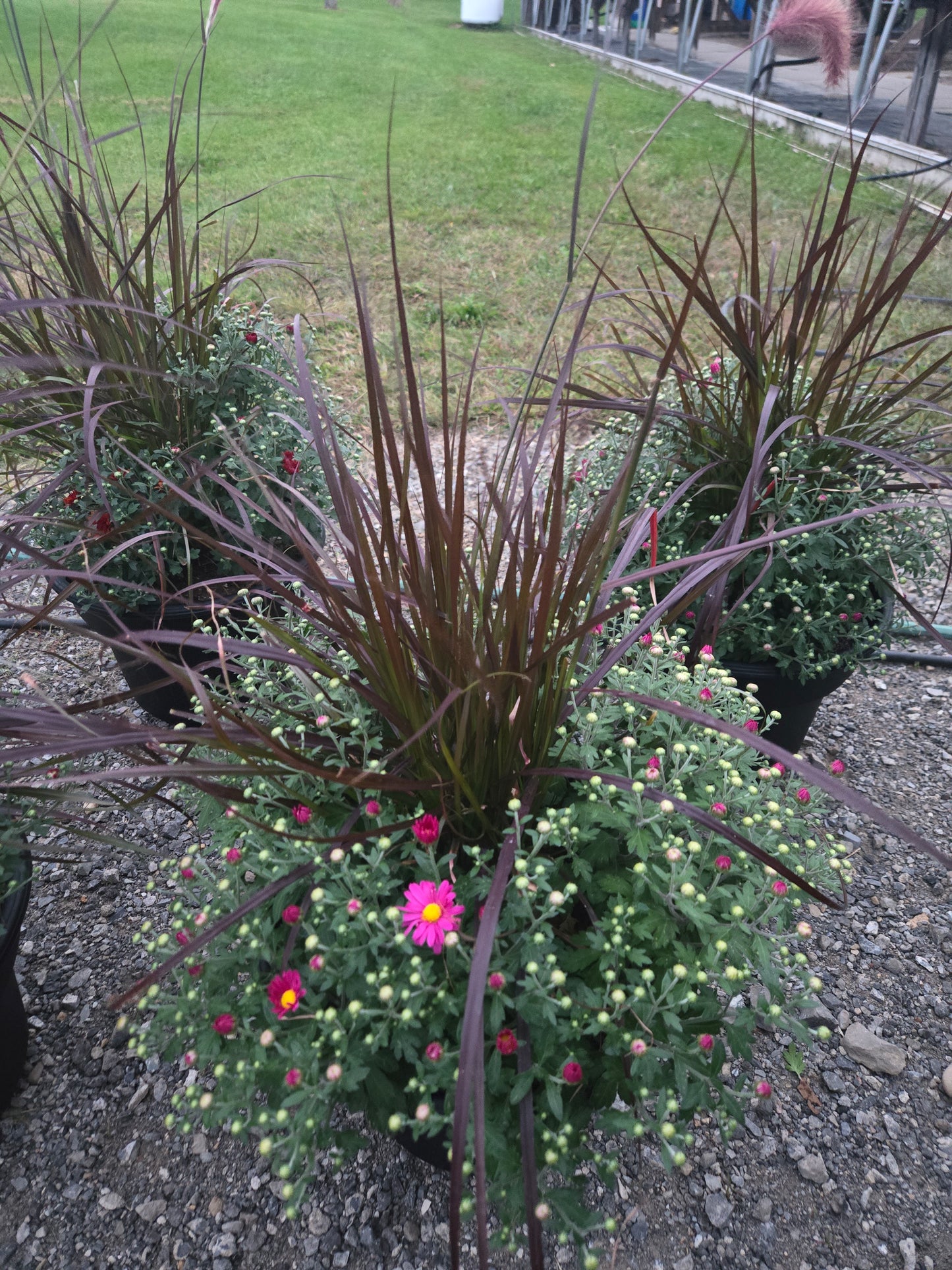 Mums with Grass, 15" Assorted