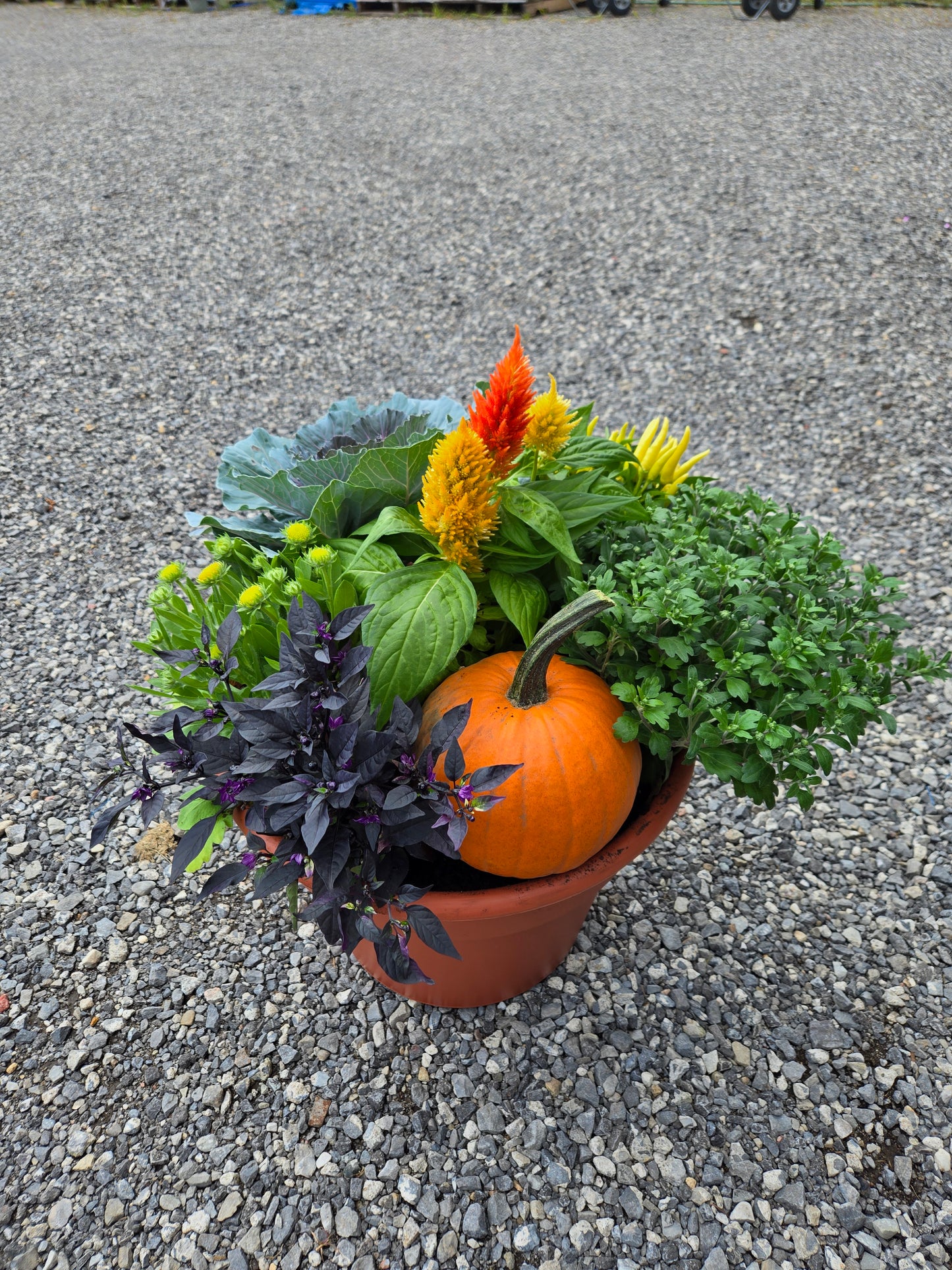 Planter, Fall Mix