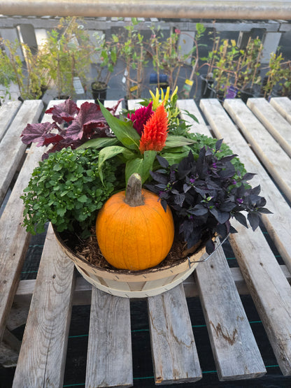 Planter, Fall Mix