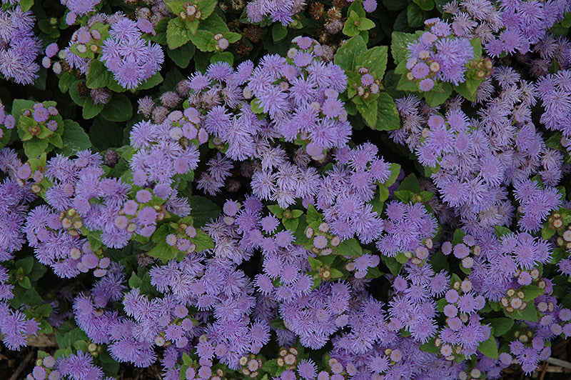 Ageratum, Aloha Blue