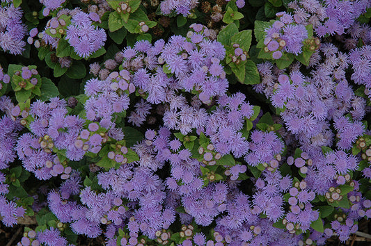 Ageratum, Aloha Blue