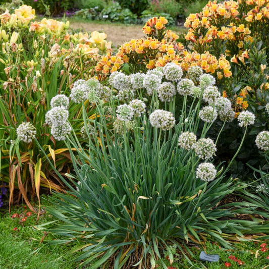 Allium, Bobblehead