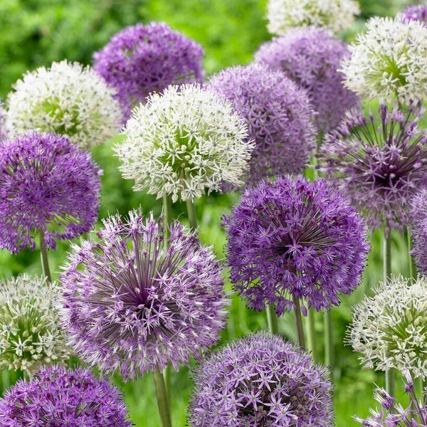 Allium Bulbs, Double Bubble 4/ pkg
