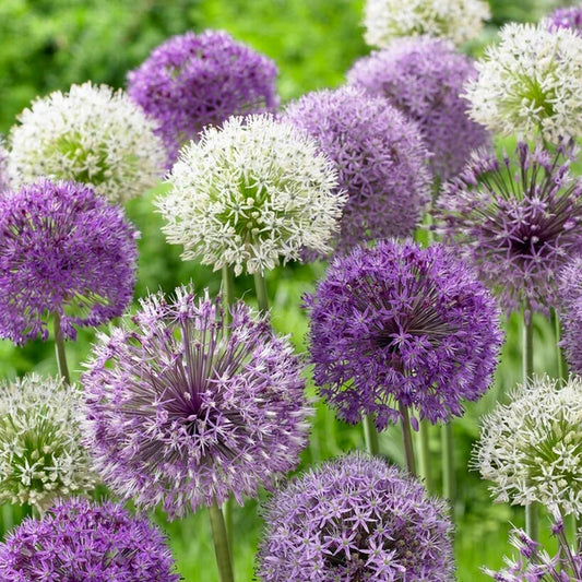 Allium Bulbs, Double Bubble 4/ pkg