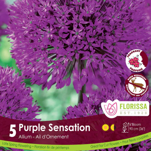 Allium, Purple Sensation 5/ pkg
