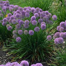 Allium, Seredipity