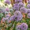 Allium, Summer Beauty