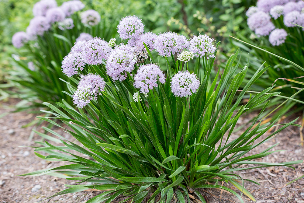 Allium, Summer Peek A Boo
