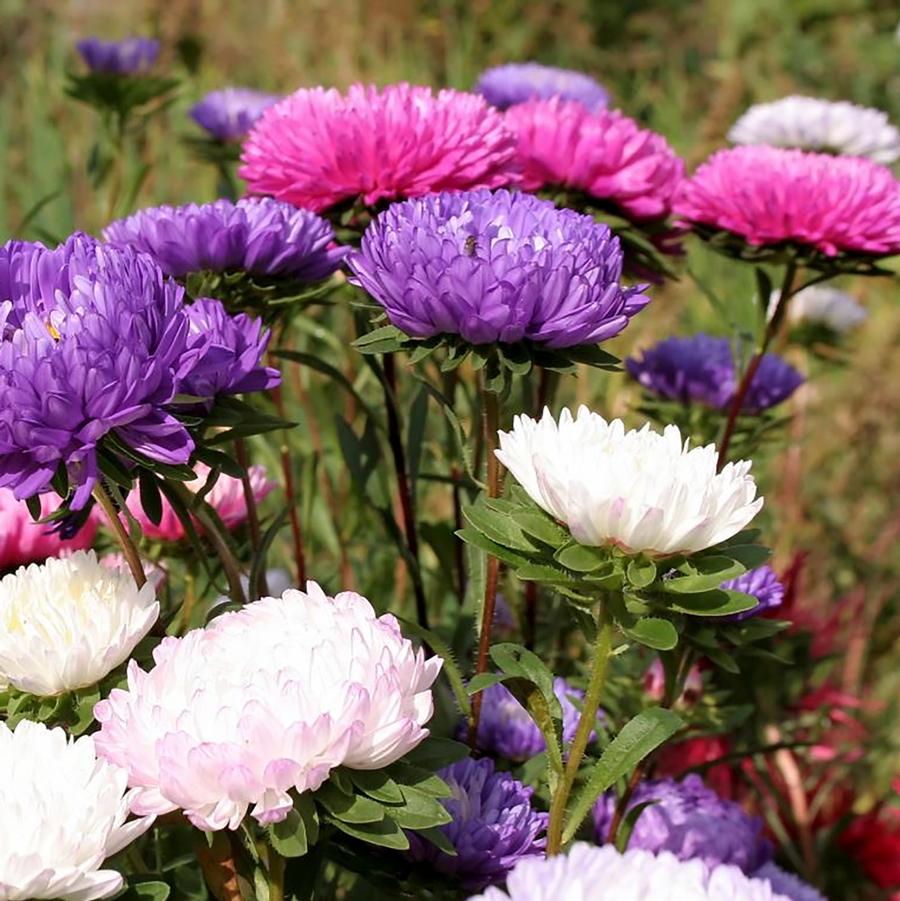 Alpine Aster, Dwarf Mix