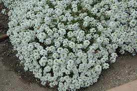 Alyssum, Snow Cyrstals