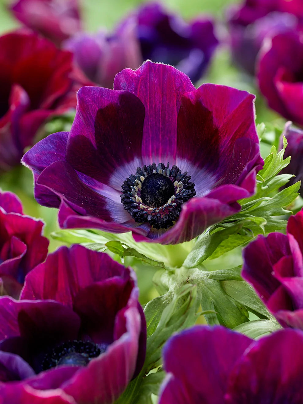 Anemone Bulb, Bordeaux Tops 5/ pkg