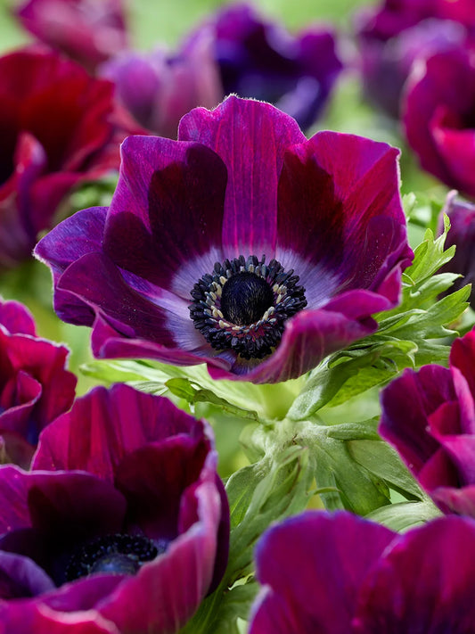 Anemone Bulb, Bordeaux Tops 5/ pkg