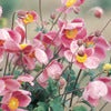 Anemone, Robustissima