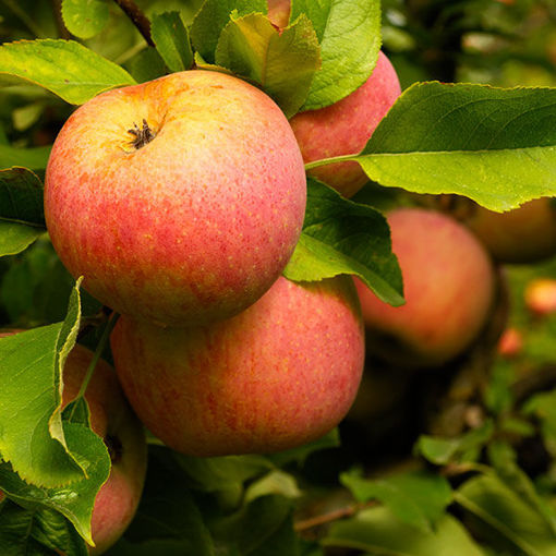 Apple, Fuji (semi-dwarf)