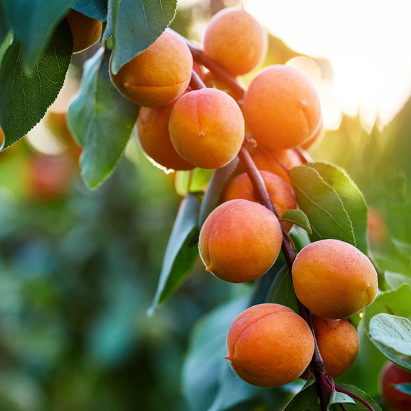 Apricot, Wenatchee Moorpark (Dwarf)