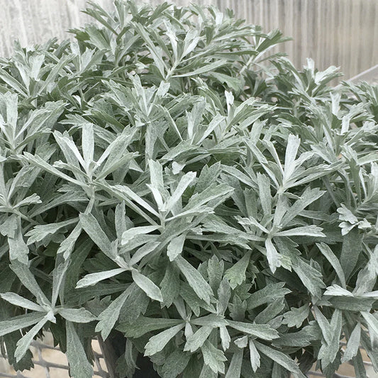 Artemisia, Garden Ghost 1g
