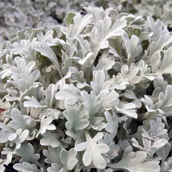 Artemesia, Silver Brocade