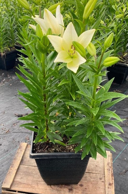 Asiatic Lily Combo Planter