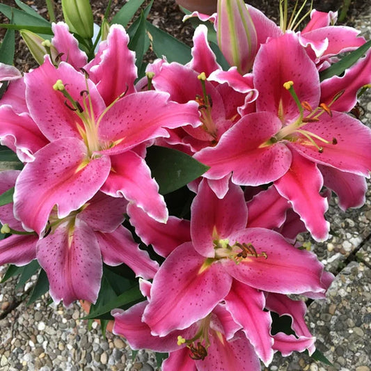 Asiatic Lily Patio Planter, Sunny Keys