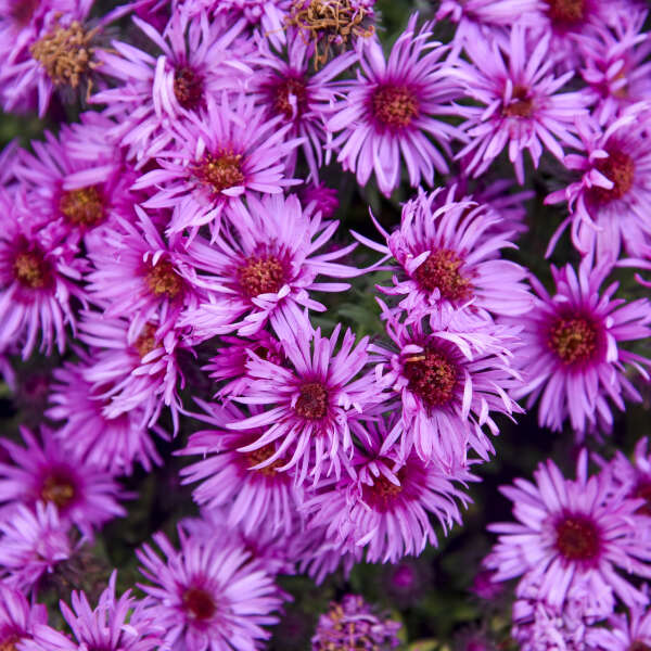 Aster, Pink Crush