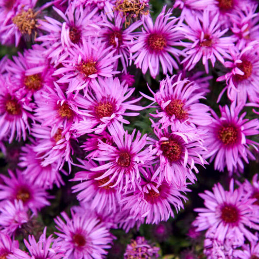 Aster, Pink Crush