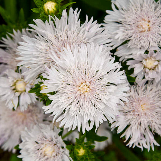 Aster, Totally Stoked Whitecaps 8" pot
