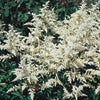Astilbe, Cappuccino