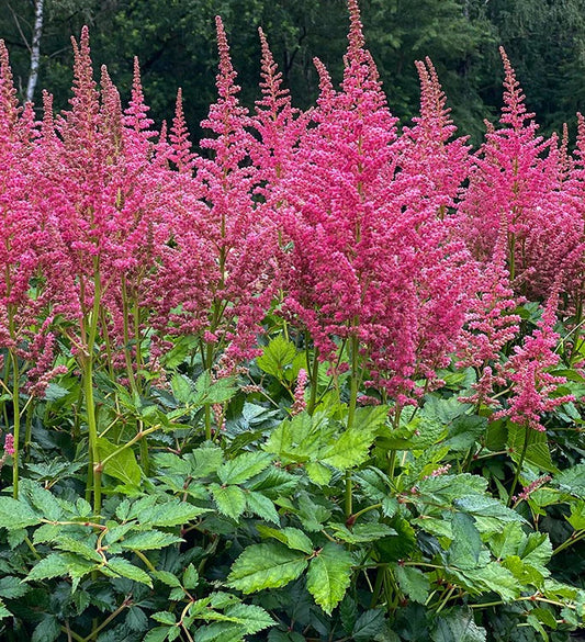 Astilbe, Coral Island