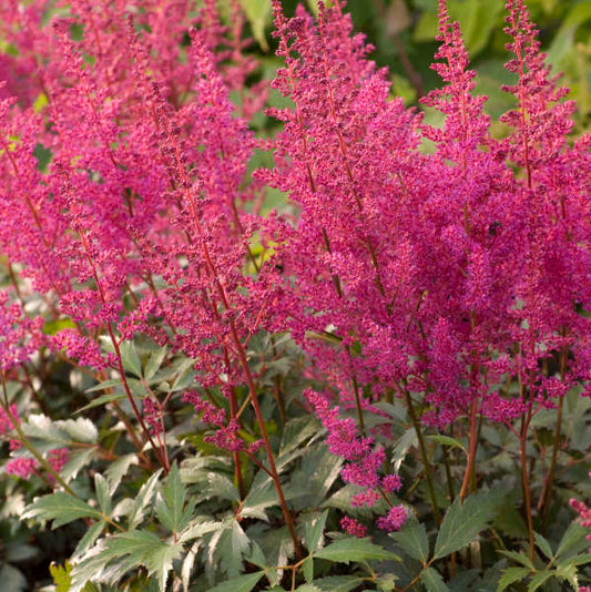Astilbe, Elisabeth Van Veen