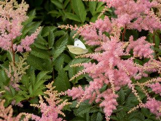 Astilbe, Fireworks Pink