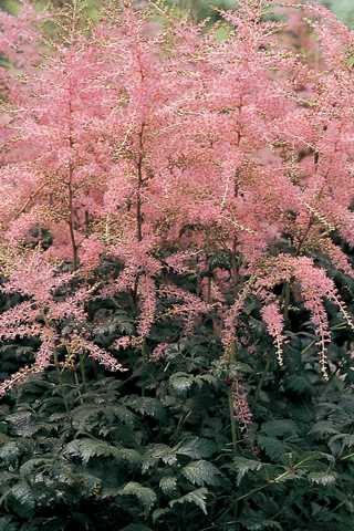Astilbe, Hennie Graafland