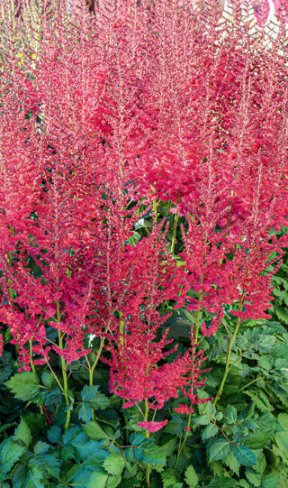 Astilbe, Hot Pearls