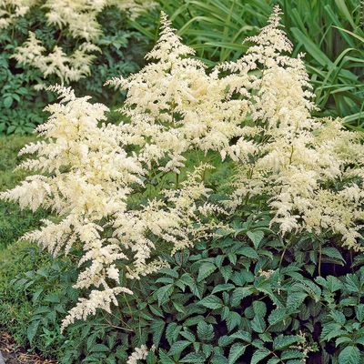 Astilbe, Moccachino