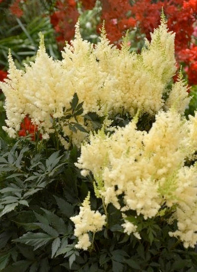 Astilbe, Mojito 1g