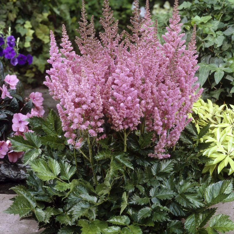 Astilbe, Vision In Pink 1g