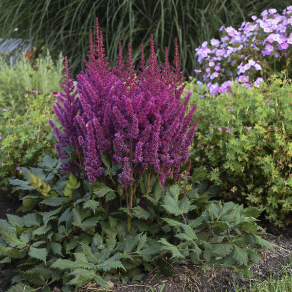 Astilbe, Vision Volcano