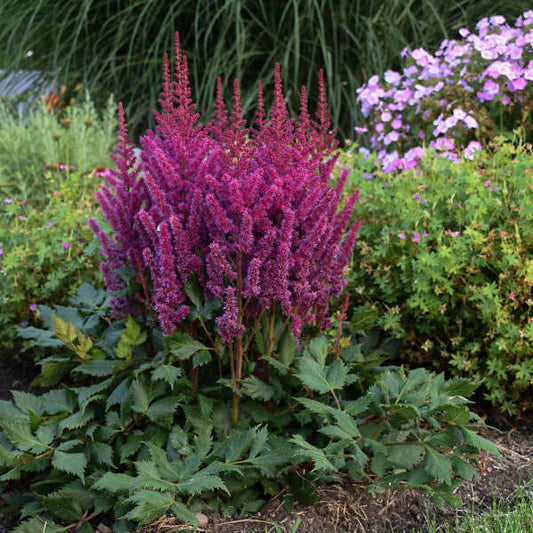 Astilbe, Vision Volcano