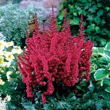 Astilbe, Visions in Red 1g