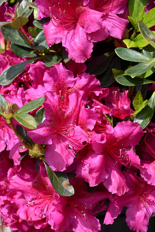 Azalea, Girard's Fuchsia 2g