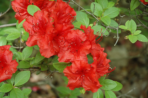Azalea, Girard's Hot Shot