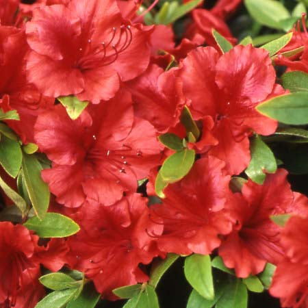 Azalea, Girard's Scarlet
