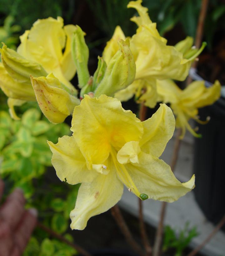 Azalea, Lemon Lights 2 gallon