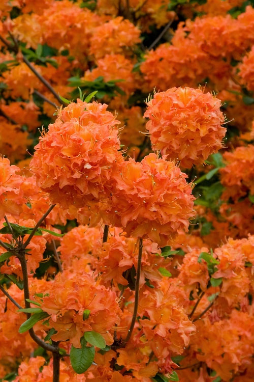Azalea, Mandarin Lights 2 gallon
