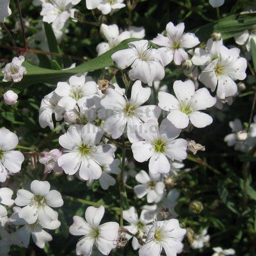 Baby's Breath, Creeping Filou