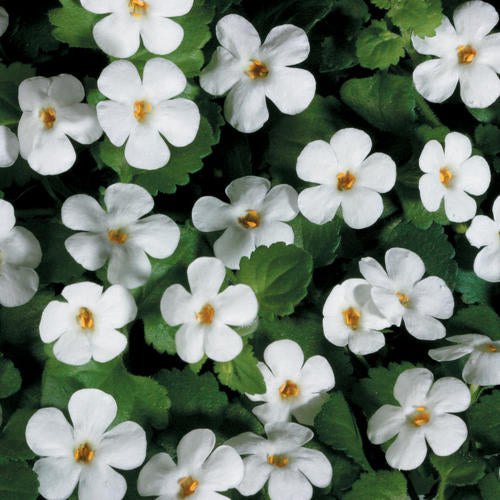 Bacopa, Giant Snowflake White