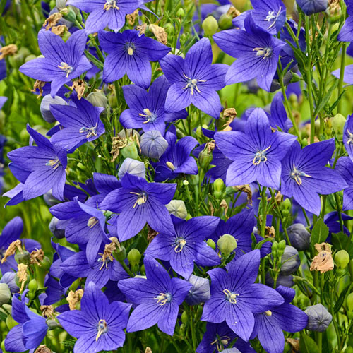 Balloon Flower, Fuji Blue 1g