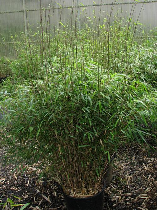 Bamboo, Green Panda
